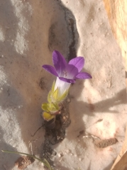 Campanula erinus