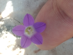 Campanula erinus