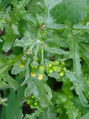 Senecio vulgaris