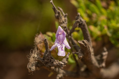 Clinopodium chilense