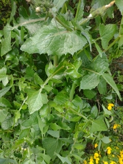 Sonchus oleraceus
