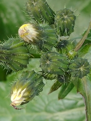 Sonchus oleraceus
