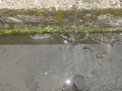 Nymphoides hydrophylla