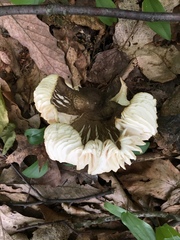 Megacollybia