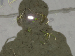 Nymphoides hydrophylla