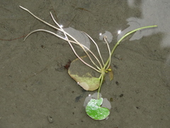 Nymphoides hydrophylla