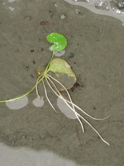 Nymphoides hydrophylla