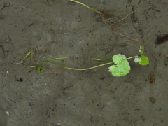 Nymphoides hydrophylla