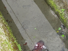 Nymphoides hydrophylla