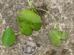 Nymphoides hydrophylla