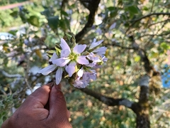 Robinsonella