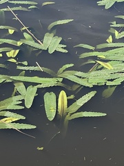 Nuphar sagittifolia