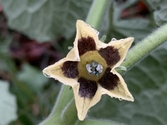 Physalis peruviana