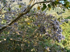 Robinsonella