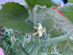 Physalis peruviana