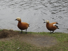 Tadorna ferruginea