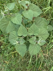 Physalis peruviana