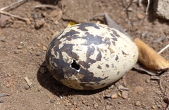 Burhinus