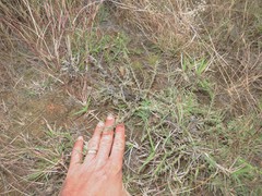 Caroxylon tuberculatum