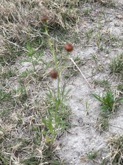 Helenium microcephalum