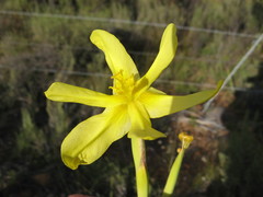 Moraea cookii