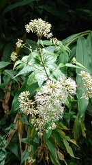 Eupatorium tashiroi