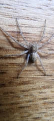 Philodromus dispar