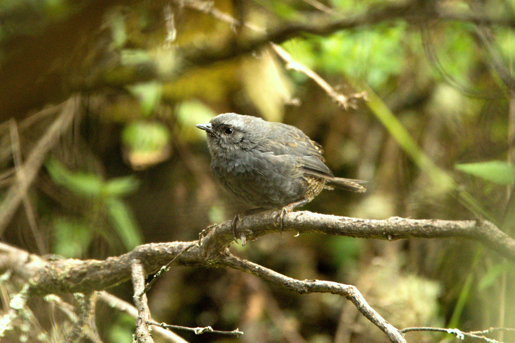 Ampay Tapaculo illustration