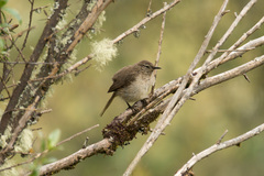 Asthenes humilis