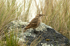 Geositta tenuirostris