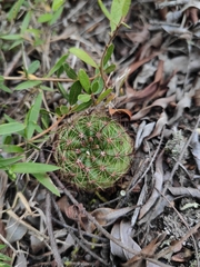 Parodia ottonis