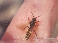 Nomada leucophthalma