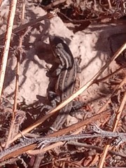 Liolaemus lemniscatus