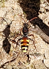 Nomada leucophthalma