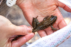 Lithobates virgatipes
