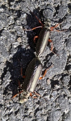 Lytta aenea