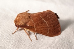Macrothylacia digramma