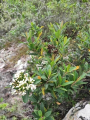Escallonia bifida