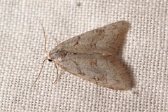 Nola thymula