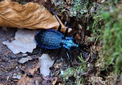 Carabus intricatus