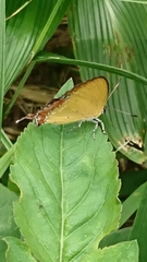 Heliophorus ila