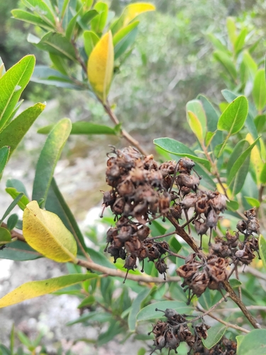 Image of Escallonia bifida by (c) Alfonsina López Pérez, some rights reserved (CC BY)