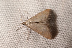Hyperlais siccalis