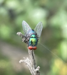 Chrysomya megacephala