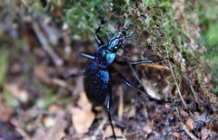 Carabus intricatus