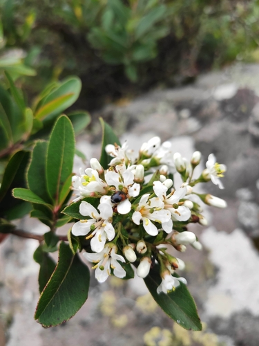 Image of Escallonia bifida by (c) Alfonsina López Pérez, some rights reserved (CC BY)
