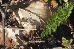 Colletes cunicularius