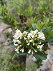Escallonia bifida