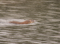 Ondatra zibethicus