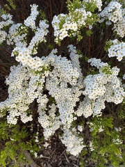 Spiraea cantoniensis